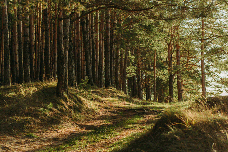 A photo of a dense green forest.