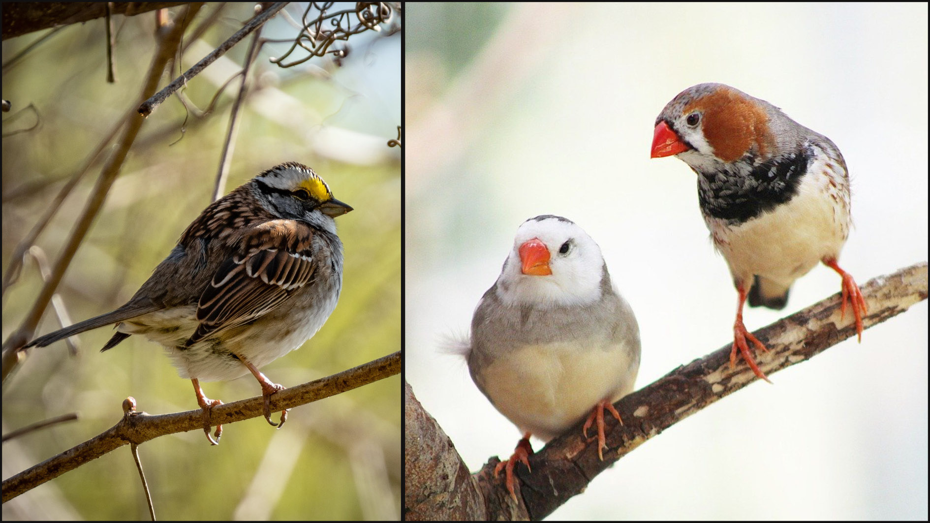 small brown bird with yellow patch near eye, and two birds with orange beaks