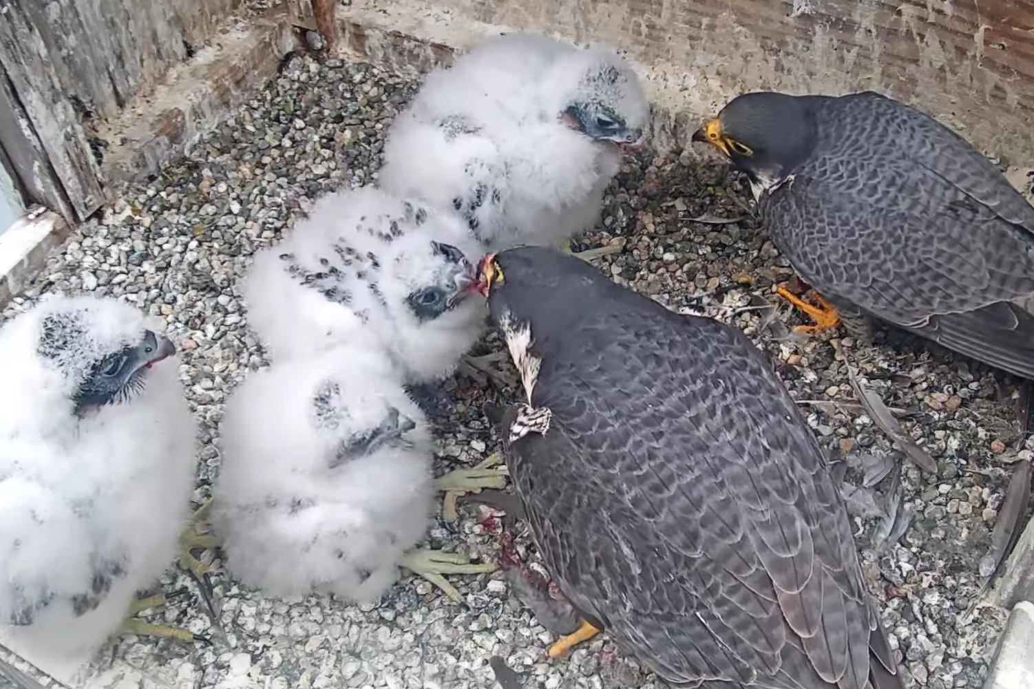 Annie and Archie, Berkeley's falcon parents, feed their four fluffy white chicks in their gravel nest box on the Campanile.
