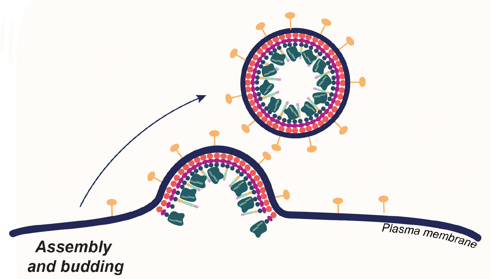 graphic showing a circular bubble buds from a flat membrane