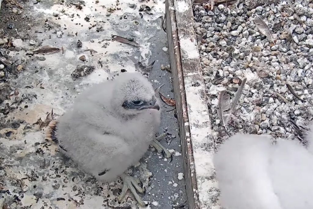 A fluffy white falcon chick has left the nest box on the Campanile and is exploring a nearby area of the Campanile, on the same level as the nest box.