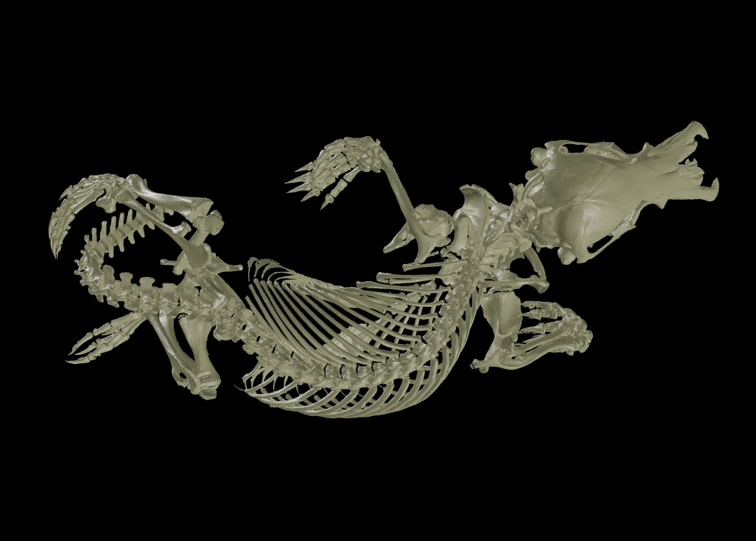 full skeleton of a platypus against black background